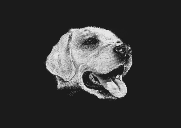 Labrador